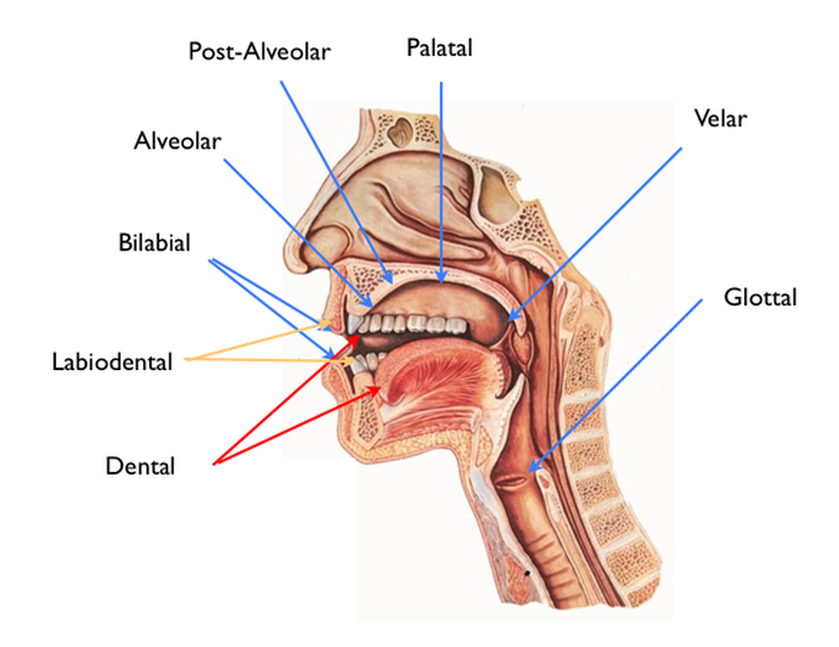 Phonetic Mouth Chart